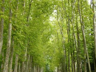PARÍS.... Y MI SUEÑO SE HIZO REALIDAD V (SALIENDO DE PARÍS) PARÍS.... Y MI SUEÑO SE HIZO REALIDAD V (SALIENDO DE PARÍS)