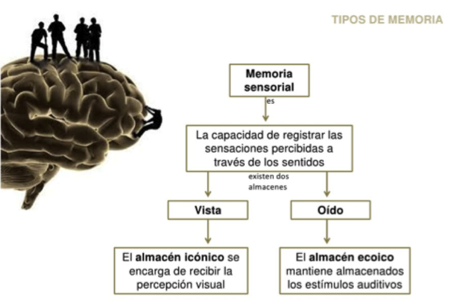 ¿Por qué recuerdo cosas sin importancia mientras olvido otras que me interesan?