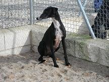 Seis galgos en la perrera, tres de ellos llevan meses!! Seis galgos en la perrera, tres de ellos llevan meses!!