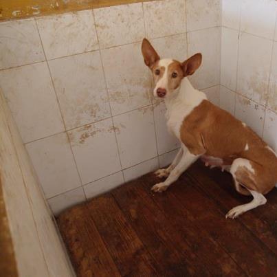 Podenca en la perrera de Jerez Foto: PODENCA GRANDE Estos son los que quedan que han encontrado esta mañana nuestras voluntarias, el resto está reservado o ya no estaba. SI ESTAS INTERESADO EN ADOPTAR CONTACTA CON maribeljerezsos2@gmail.com 605637101 Maribel de 9 a 5 tarde. TAMBIEN PUEDES COLABORAR CON NOSOTROS CON UN DONATIVO EN LA CUENTA DEL BANCO DE SANTANDER 0049/ 4975/42/2596179602, titular ADOPTALO. IBAN ES22 0049 4975 4225 9617 9602 BIC BSCHESMM AYUDANOS, AYUDALES!!!!!!! Estas fotografias son colgadas conforme nos llegan los correos, a veces hay cuarenta y sesenta perros en un día, somos voluntarias y no siempre podemos mantener actualizados lo albumes de Gesser, Maribel dispone de información al momento, rogamos que se tenga en cuenta. En este enlace puedes encontrar información actualizada de todos lo perros, los que estan adoptados, fallecidos, etc https://picasaweb.google.com/103349667301359879038