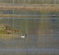 Por la ría de Villaviciosa Por la ría de Villaviciosa