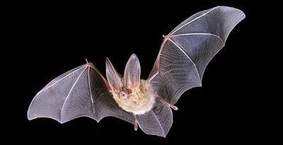 Los murciélagos El murciélago