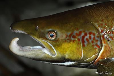 La increíble transformación del Salmón La increíble transformación del Salmón