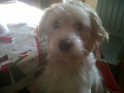 PERDIDO!! atención VALENCIA. Perro blanco perdido peludo y mediano, sin rabo,con chip, su dueña lo busca. PERDIDO!! atención VALENCIA. Perro blanco perdido peludo y mediano, sin rabo,con chip, su dueña lo busca.