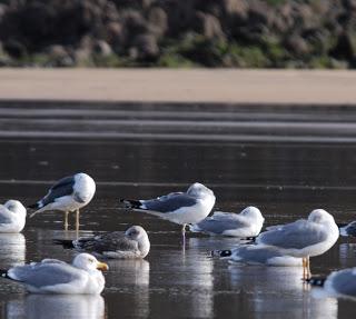 Vamos con gaviotas... Vamos con gaviotas...