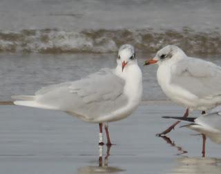 Vamos con gaviotas...