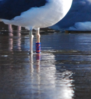 Vamos con gaviotas... Vamos con gaviotas...