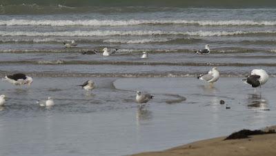 Vamos con gaviotas...