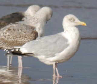 Vamos con gaviotas... Vamos con gaviotas...