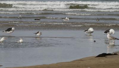 Vamos con gaviotas...