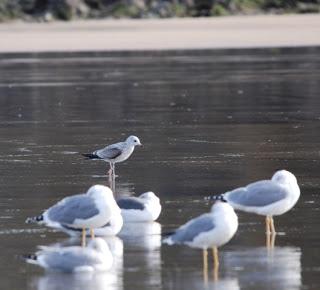 Vamos con gaviotas... Vamos con gaviotas...