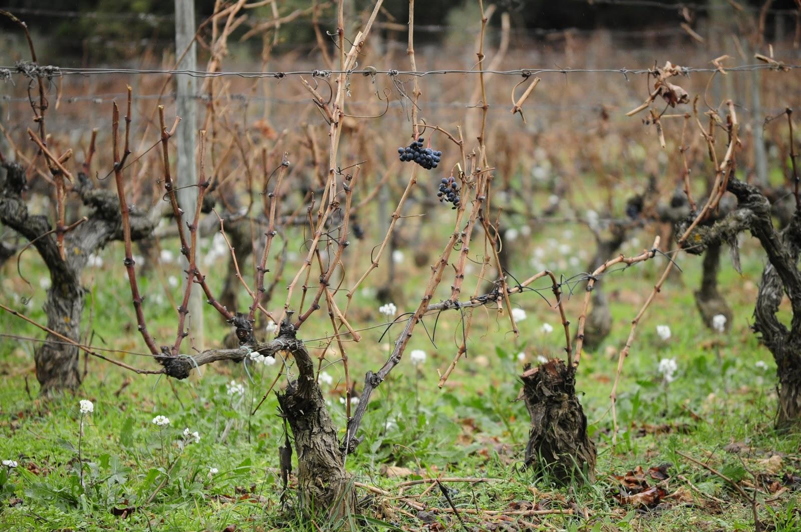 LA RUTA DEL VINO EN LA RIOJA ALAVESA