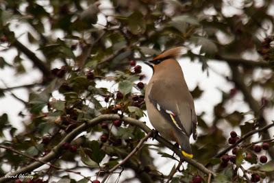Año de Ampelis Año de Ampelis