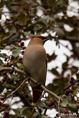 Año de Ampelis Año de Ampelis