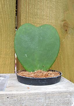 Hoya kerrii - Planta corazón