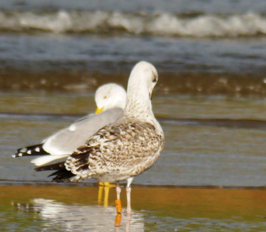 Gaviota patiamarilla: anillas, edades... Gaviota patiamarilla: anillas, edades...