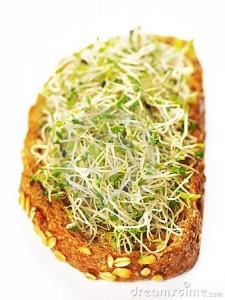 Leguminosa Beneficiosa: Alfalfa