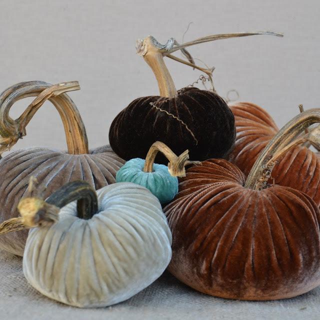 Calabazas de terciopelo Calabazas de terciopelo
