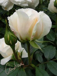 Lions-Rose Lions-Rose