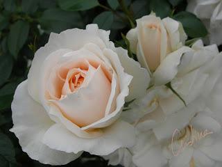 Lions-Rose Lions-Rose