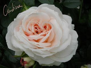 Lions-Rose Lions-Rose