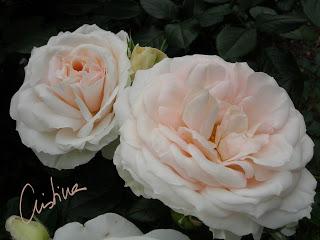 Lions-Rose Lions-Rose