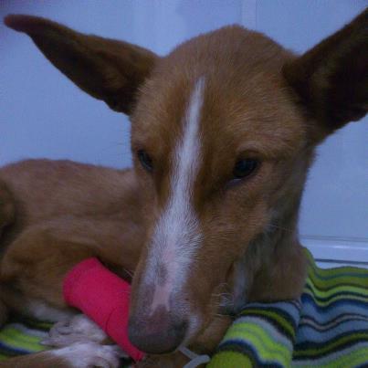 Otra podenca que necesita ayuda ( que raro si los cazadores no abandonan) Foto: Acabamos de venir de Alcira. La podenca cuando la hemos cogido las patas de atras no las movia. El vecino nos ha llmado para decirnos donde era y que le comentaramos como estaba. La hemos llevado al veterinario y cree que la han atropellado y seguramente tiene una fractura en la cadera. Al principio tenia las mucosas blanquisimas pero poco a poca se le han puesto rosadas. También tenia una herida en la columna en la parte lumbar seguramente seria el golpe del coche. La hemos dejado hospitalizada hasta mañana para ver si mejora, habra que ir por la tarde a partir de las 6-6.30 para ver que hacemos. Si ha mejorado haremos una radiografia para ver la fractura, si es simple ellos pueden operar, si es complicada habria que llevarla a un traumatologo y la operación costaria unos 400€. Es guapisima y super buena. La responsabilidad tambien es vuestra, nosotr@s con esto si que no podemos, ni siquiera podremos pagar lo que ya se le ha hecho. Tampoco tenemos ni donde meterla despues. CONTACTO: Teléfono 697 80 42 21 Dirección de correo electrónico esperanzaanimalcullera@gmail.com adopciones.esperanzaanimal@gmail.com nuestro nº d cta. Nº de cuenta: La Caixa 2100-4216-51-2200047515. CONCEPTO: SALVAR SU VIDA. We have just come of Alcira. The Hound when we took her back legs not the moved. The neighbor us has adjusted to tell us where he was and that you comentaramos as it was. We have taken her to the vet and he believes that they have hit it and it surely has a fracture at the hip. At the beginning I had the mucous blanquísimas but little by little you have been pink. Also had a wound in the column in the lumbar part surely serious car coup. We left her hospitalized until tomorrow to see if improves, habra that go in the afternoon from 6-6.30 to see that we do. If it has improved will do an x-ray to see fracture, if it is simple they can operate, if it is complicated would that lead to a traumatologist and the operation would cost about 400€. It is gorgeous and super good. Responsibility also is yours, nosotrs with this if we cannot, not even we can pay what already has been done. Nor do we have or where to put it then. CONTACT: 697 80 42 21 Phone Esperanzaanimalculleragmail.com adopciones.esperanzaanimalgmail.com email address