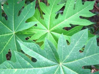 Cancer Treatment Papaya Leaves 