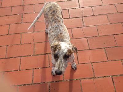Manchitas, cachorra de 7 meses en un pueblo de Huelva.