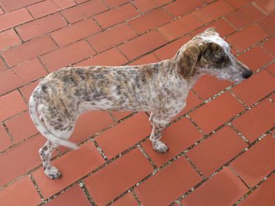 Manchitas, cachorra de 7 meses en un pueblo de Huelva.