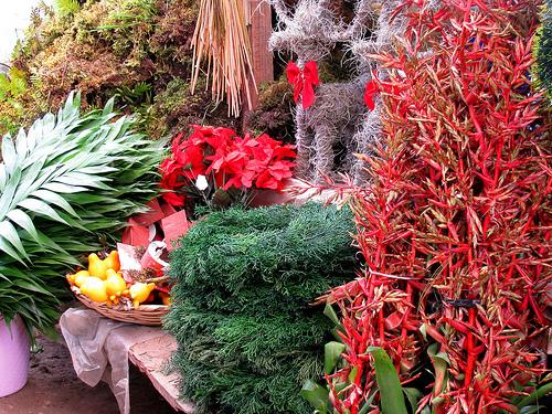 Los símbolos navideños naturales en peligro Los símbolos navideños naturales en peligro