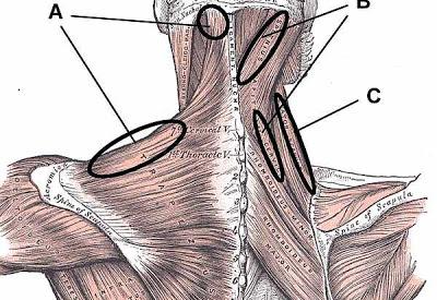 Reafirmar cuello y hombros Cuello y hombros firmes