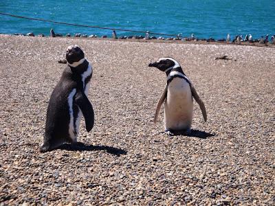 Pingüinera de San Lorenzo – Península Valdés Pingüinera de San Lorenzo – Península Valdés