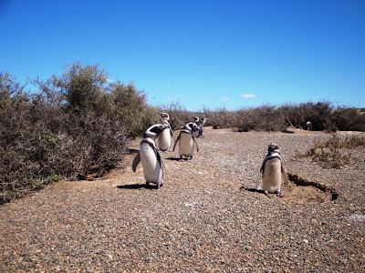 Pingüinera de San Lorenzo – Península Valdés Pingüinera de San Lorenzo – Península Valdés