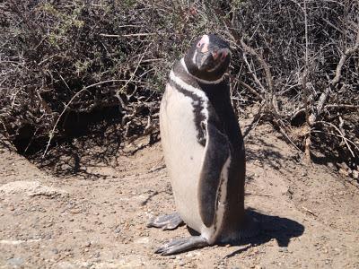 Pingüinera de San Lorenzo – Península Valdés Pingüinera de San Lorenzo – Península Valdés