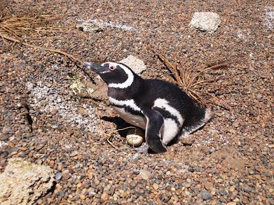 Pingüinera de San Lorenzo – Península Valdés Pingüinera de San Lorenzo – Península Valdés