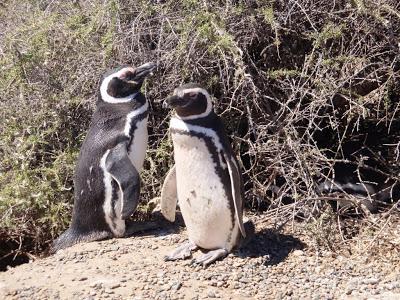 Pingüinera de San Lorenzo – Península Valdés Pingüinera de San Lorenzo – Península Valdés