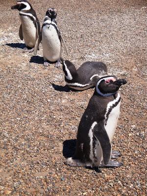 Pingüinera de San Lorenzo – Península Valdés Pingüinera de San Lorenzo – Península Valdés