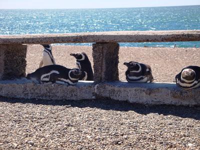 Pingüinera de San Lorenzo – Península Valdés Pingüinera de San Lorenzo – Península Valdés