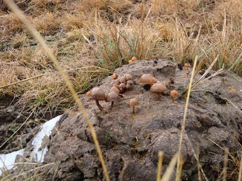 belecc81n2 belecc81n2