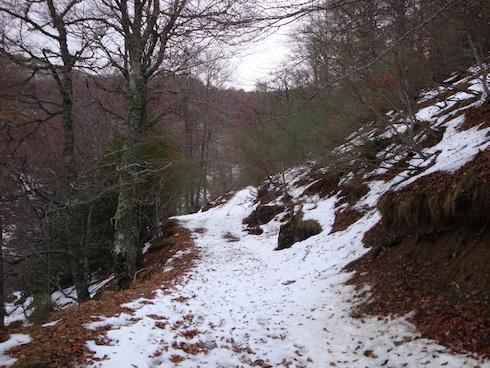 belecc81n1 belecc81n1