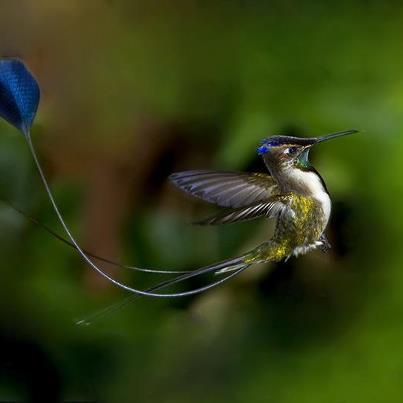 Conociendo al colibrí cola de espátula en peligro de extinción (es de Perú) Conociendo al colibrí cola de espátula en peligro de extinción (es de Perú)