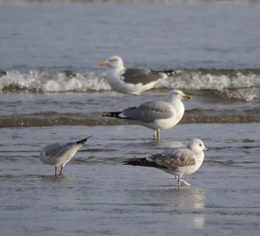 Gaviota cana Gaviota cana