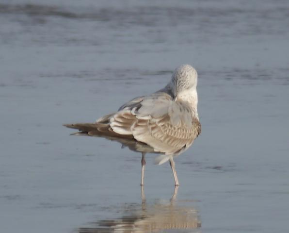 Gaviota cana Gaviota cana