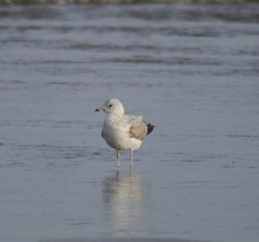 Gaviota cana Gaviota cana