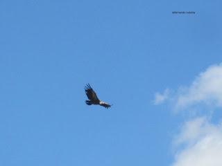 El buitre planea en Vadiello, Hoya de Huesca. El buitre planea en Vadiello, Hoya de Huesca.