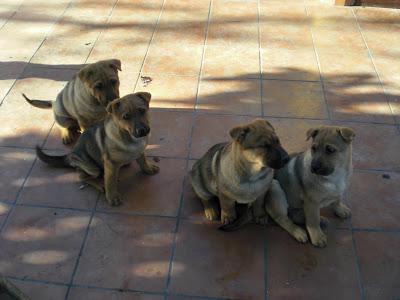 Cachorros de dos meses mestizos de pastor alemán y sharpei en ADOPCIÓN. (Murcia)