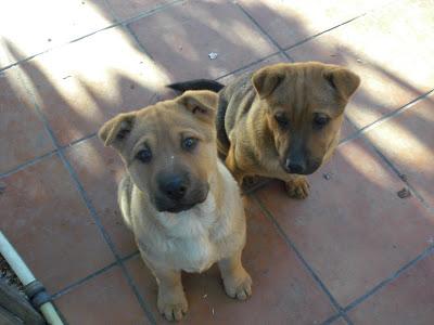 Cachorros de dos meses mestizos de pastor alemán y sharpei en ADOPCIÓN. (Murcia)
