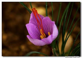 Flor del azafrán Azafrán comarca del Jiloca