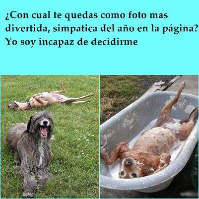 Fotos 2012 perros de caSa. La más divertida Foto: A pesar de la dureza de la página siempre he intentado poner el contrapunto , y creo que varias risas nos hemos echado junt@s ... tanto que soy incapaz de elegir una sola foto simpática... tu ... ¿con cual te quedas?